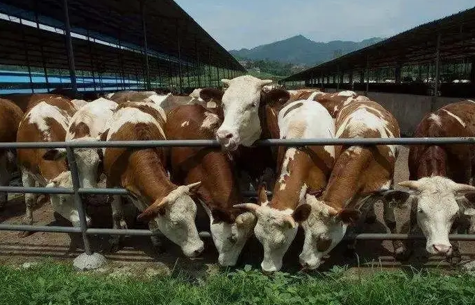 養(yǎng)殖污水處理設(shè)備是如何處理污水并實現(xiàn)排放達標的？