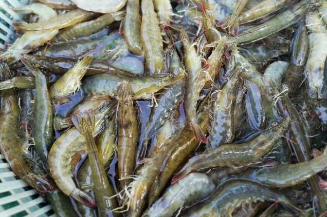 養(yǎng)蝦廢水怎么處理效果好？解決方案！-1